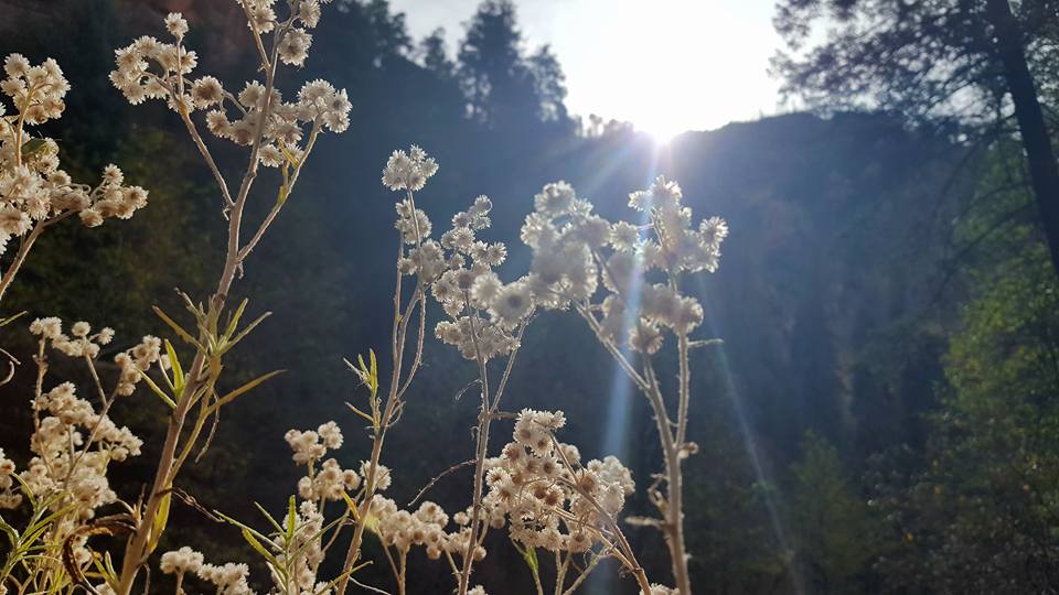 hiking, flowers. trail, Sedona, peace